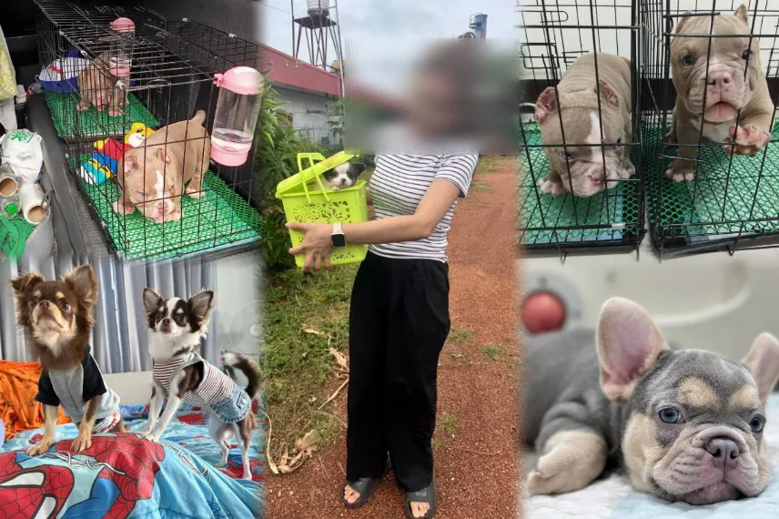 บริการรถรับส่งสัตว์เลี้ยง รับส่งสัตว์เลี้ยง ข้ามจังหวัด